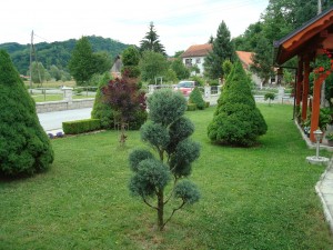 Željko Tomašinjek, Mala Erpenja 258 A- 1