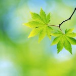 TOCCO DI PRIMAVERA  PACCHETTO